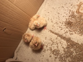 Spring Chicks